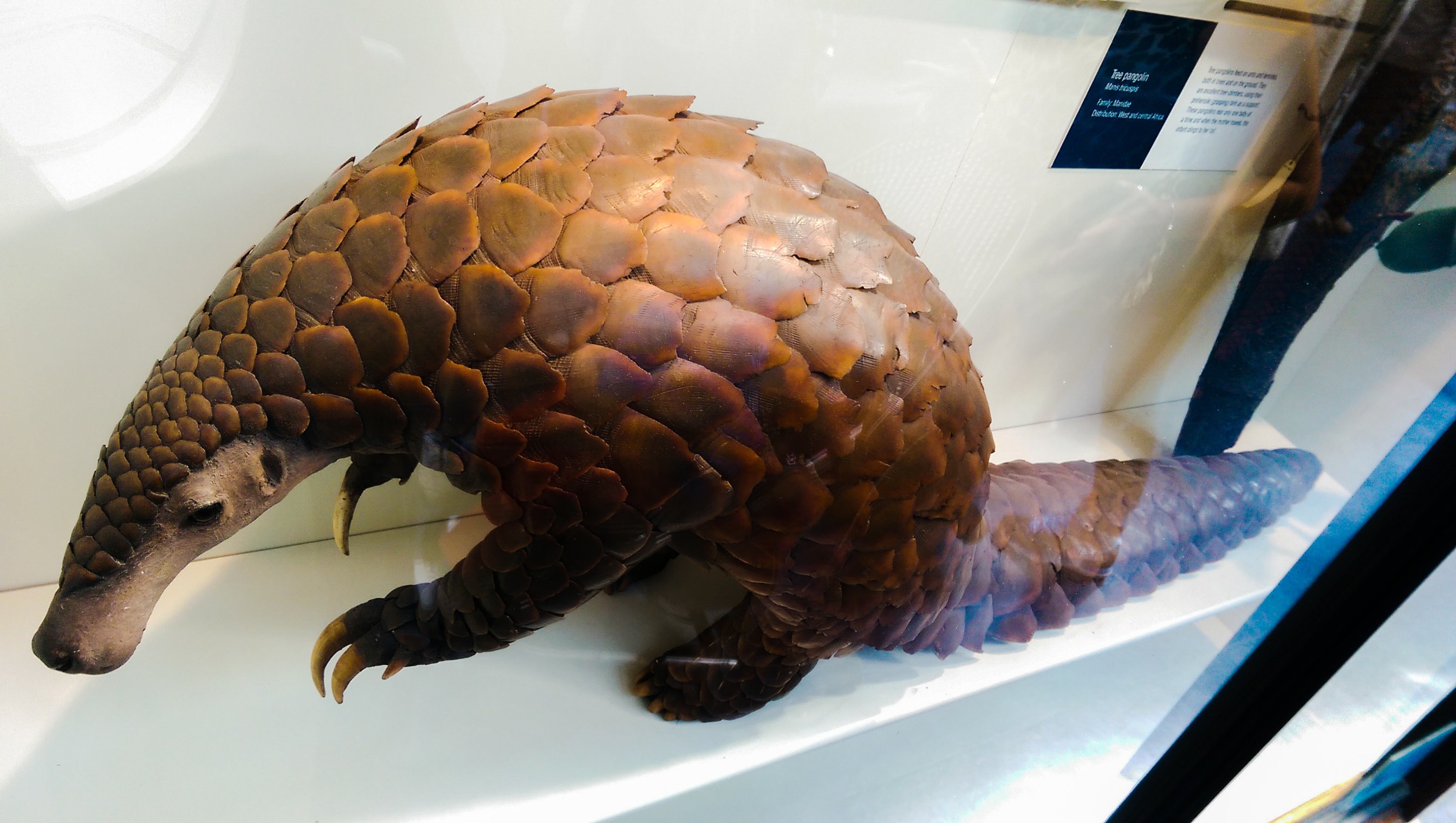 pangolin_butler